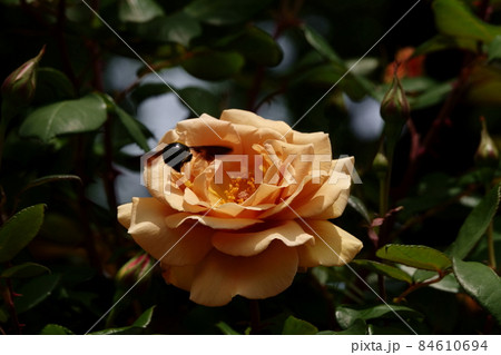 Comtesse Vandal, Cl. ツル・コンテス・ヴァンダル 84610694