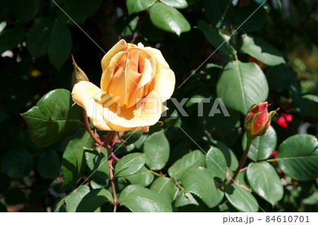 Comtesse Vandal, Cl. ツル・コンテス・ヴァンダル 84610701