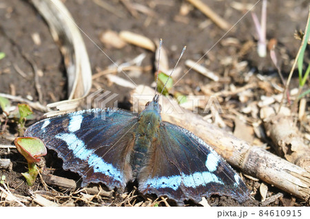 ルリタテハ ルリタテハ 84610915
