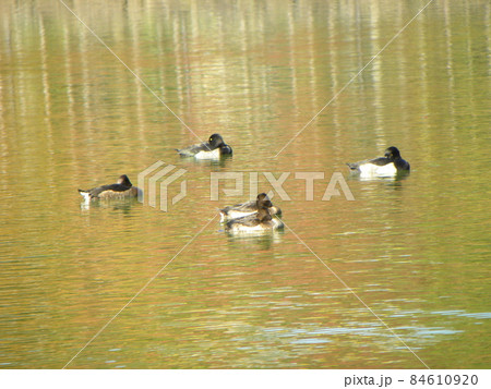 千葉公園綿打池のキンクロハジロ 千葉公園綿打池のキンクロハジロ 84610920
