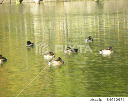千葉公園に来た冬の渡り鳥キンクロハジロ 84610921