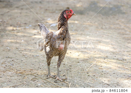 The fighting hen is stay in garden 84611804