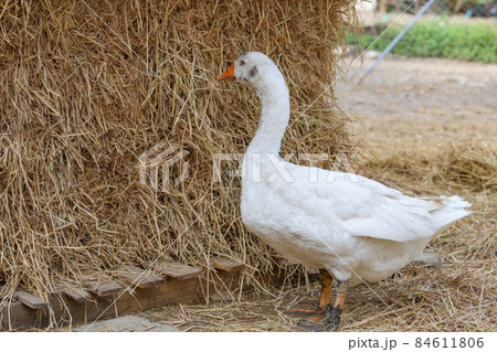 The white goose is stay after play mud in garden is asia 84611806