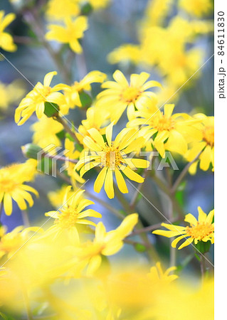 黄色いツワブキの花 黄色いツワブキの花 84611830