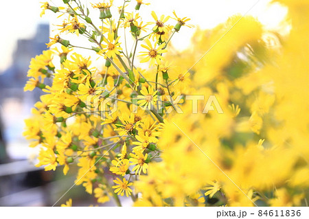 黄色いツワブキの花 84611836