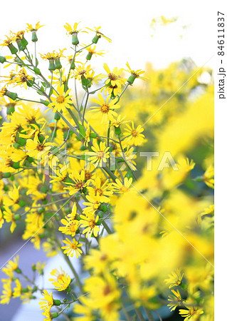黄色いツワブキの花 黄色いツワブキの花 84611837