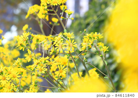 黄色いツワブキの花 84611840