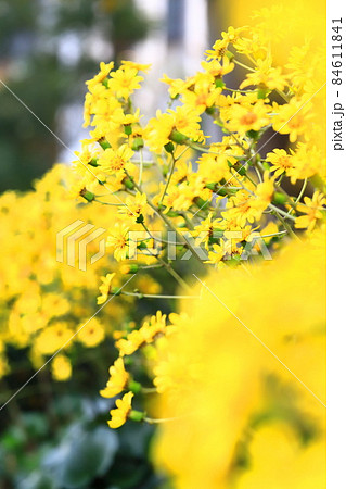 黄色いツワブキの花 84611841