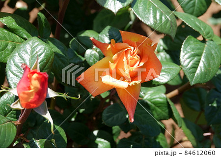 Louis de Funès ルイ・ド・フューネ 84612060