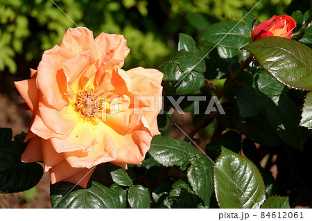 Louis de Funès ルイ・ド・フューネ 84612061