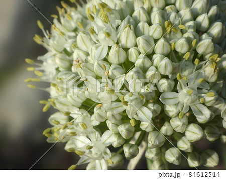咲き始めた玉ねぎの花の写真素材