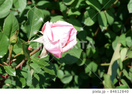 The Alnwick Rose ジ・アレンウィック・ローズ 84612840