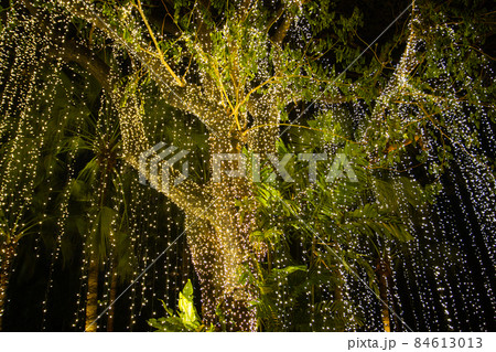 Decorative outdoor string lights hanging on tree in the garden at night time Decorative outdoor string lights hanging on tree in the garden at night time 84613013