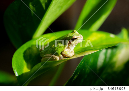 日向ぼっこをするアマガエル 84613093