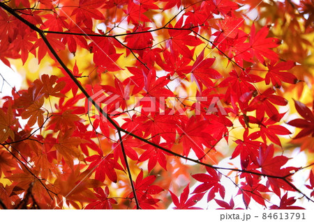 一面真っ赤なカエデの森 84613791
