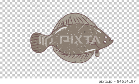 Loose illustration of flatfish 84614197