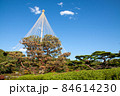 冬の風物詩である雪吊りを施した松の木 84614230