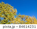 葉が黄色に変わり始めたイチョウと青空 84614231