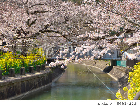琵琶湖疏水:山科の桜と菜の花の風景~安朱橋付近 琵琶湖疏水:山科の桜と菜の花の風景~安朱橋付近 84614253