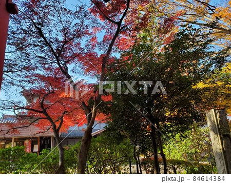 紅葉狩り　紅葉の写真素材 84614384