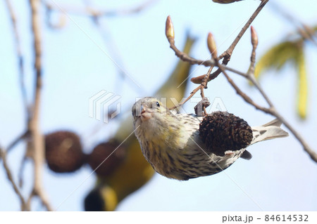 マヒワとヤシャブシの実 84614532