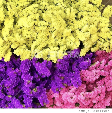 カラフルなスターチスの花束 84614567