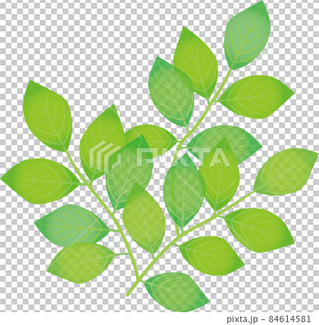 重疊的葉子 84614581