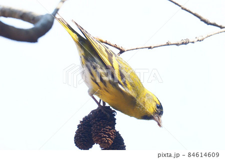 マヒワとヤシャブシの実 84614609