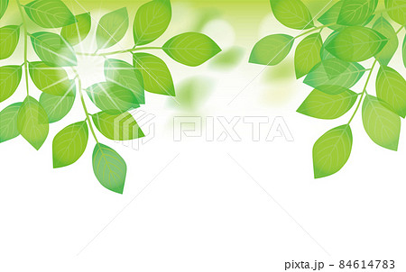 木漏れ日 木漏れ日 84614783