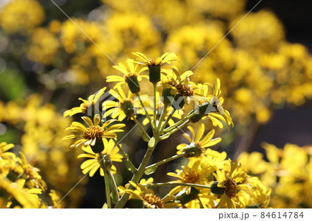 ツワブキ ツワブキ 84614784