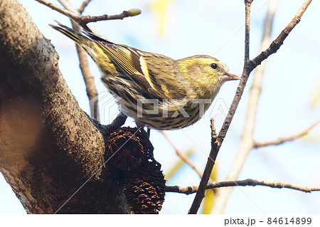 マヒワとヤシャブシの実 マヒワとヤシャブシの実 84614899