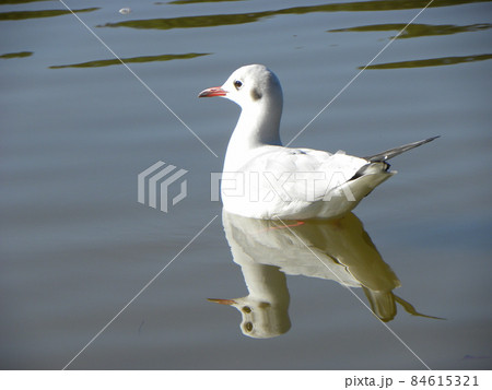 稲毛海浜公園の浜の池に来た冬の渡り鳥ユリカモメ 稲毛海浜公園の浜の池に来た冬の渡り鳥ユリカモメ 84615321