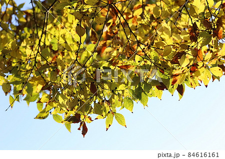 黄色く紅葉してきた、エノキ 84616161