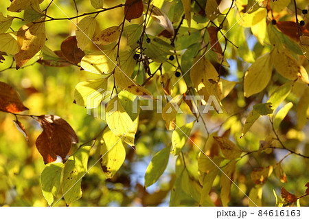 黄色く紅葉してきた、エノキ 84616163