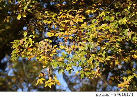 黄色く紅葉してきた、エノキ 84616171