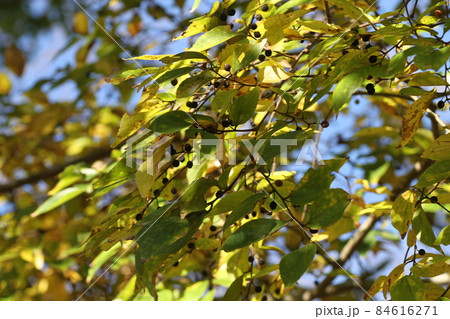 黄色く紅葉してきた、エノキ 黄色く紅葉してきた、エノキ 84616271