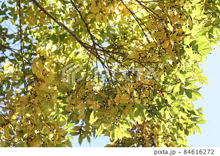黄色く紅葉してきた、エノキ 黄色く紅葉してきた、エノキ 84616272