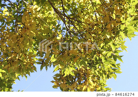 黄色く紅葉してきた、エノキ 84616274
