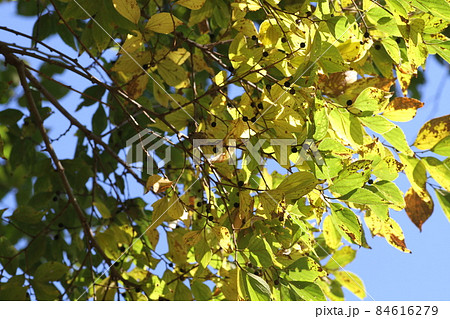 黄色く紅葉してきた、エノキ 84616279
