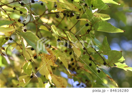 黄色く紅葉してきた、エノキ 黄色く紅葉してきた、エノキ 84616280