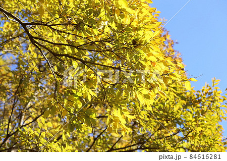 黄色く紅葉してきた、エノキ 黄色く紅葉してきた、エノキ 84616281