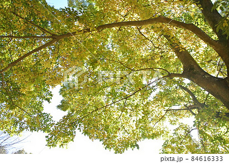 黄色く紅葉してきた、エノキ 黄色く紅葉してきた、エノキ 84616333