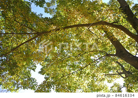 黄色く紅葉してきた、エノキ 84616334