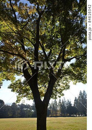 黄色く紅葉してきた、エノキ 84616342
