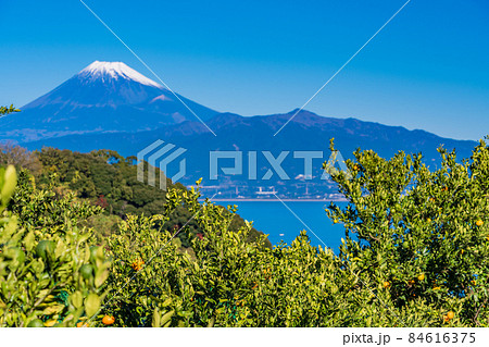 (静岡県)伊豆西浦のみかん畑、後方に富士山 (静岡県)伊豆西浦のみかん畑、後方に富士山 84616375