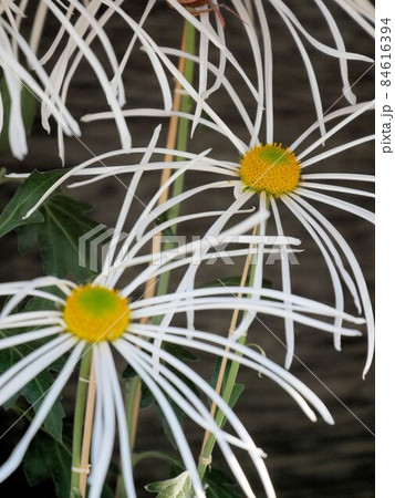 熊本の花 白い肥後菊 熊本の花 白い肥後菊 84616394