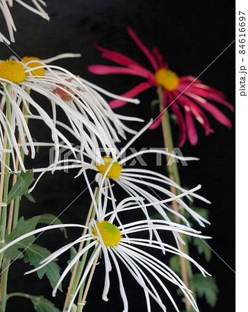 花弁の細い肥後菊 花弁の細い肥後菊 84616697