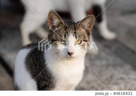 見つめる猫 キジトラ猫 見つめる猫 キジトラ猫 84616932