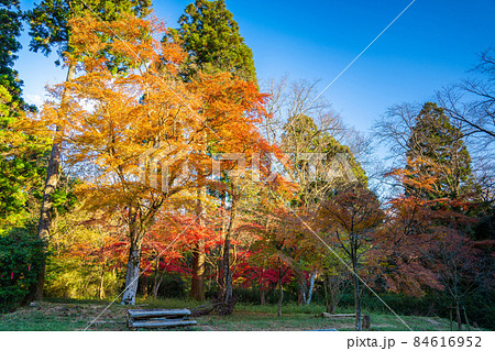 池峯もみじの郷の紅葉 84616952