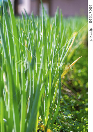 晴天の畑に実る「野菜(ベジタブル)」 晴天の畑に実る「野菜(ベジタブル)」 84617004
